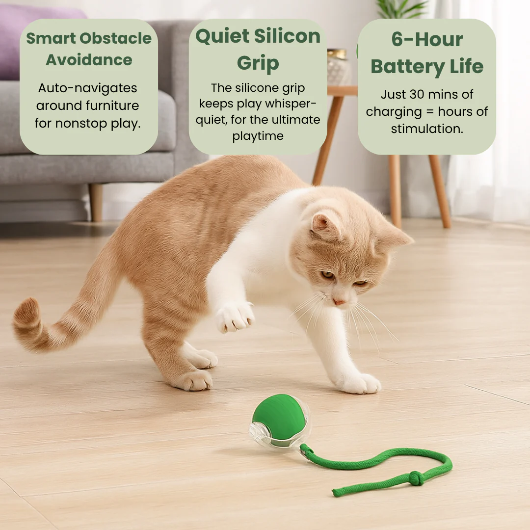 Pawzioo™ — Loved by 10,000+ Happy Cat Parents!