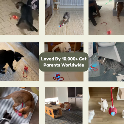 Pawzioo™ — Loved by 10,000+ Happy Cat Parents!