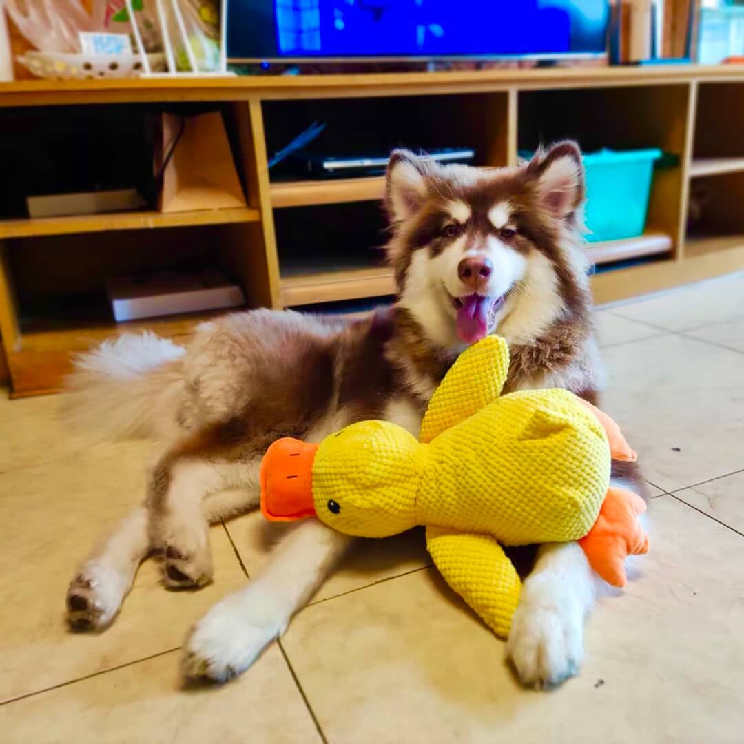 Before the existence of Calming Duck, I had no idea that 'peace of mind' could be so concrete. 🦆✨（On the last day, enjoy a 40% discount.）